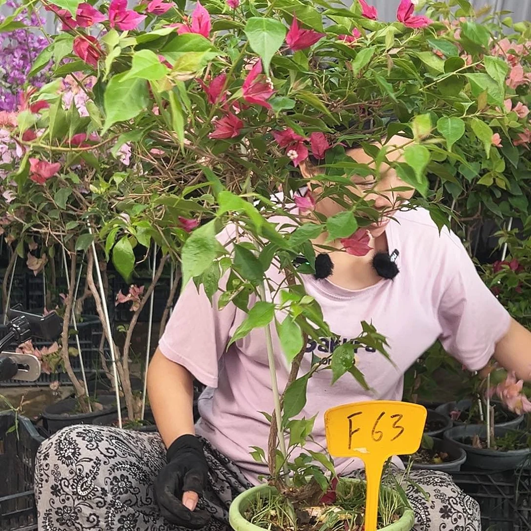 A****大部分花苞少量开放F63紫红桑巴