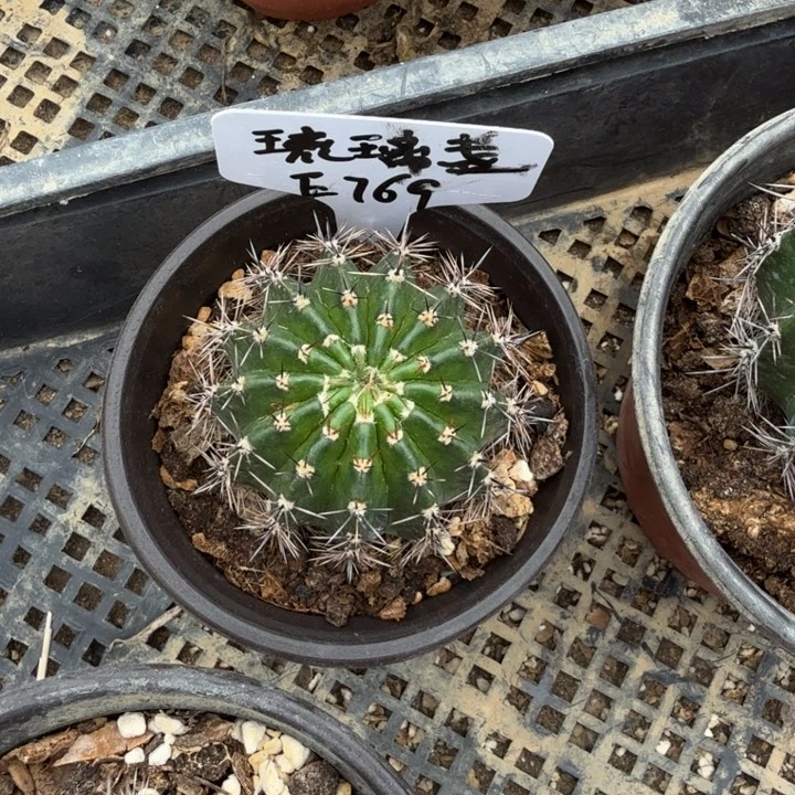 琉璃盏5公分福利一颗