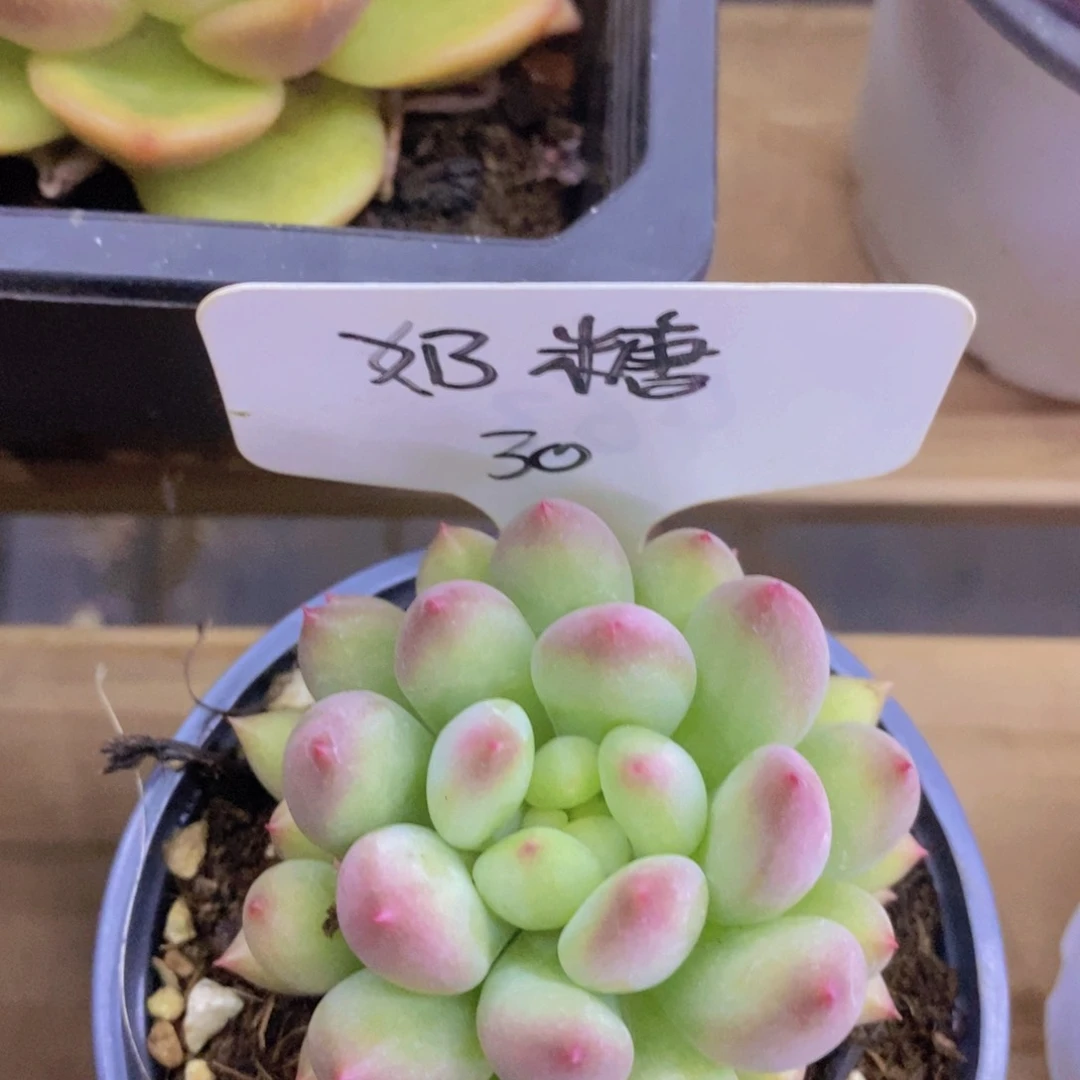 多肉植物，一物一拍，2单包邮