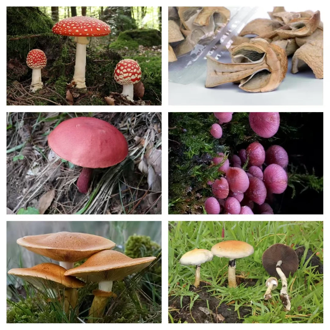 1【K-老-树-皮】净含量：250-1000g【小王现收】菌