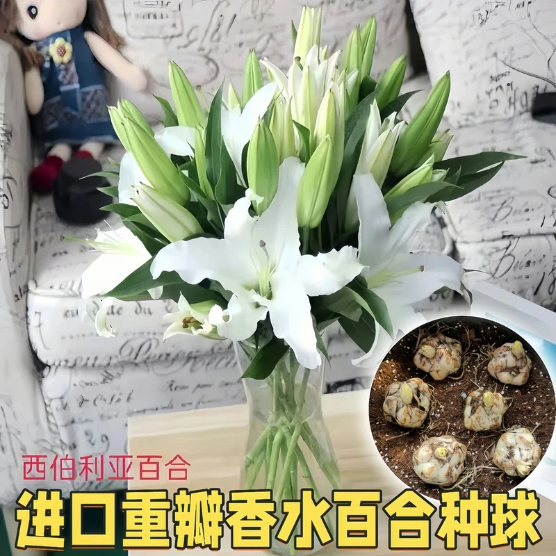 香水白色西伯利亚香水百合种球根清香白色纯洁四季开花卉浓香重瓣