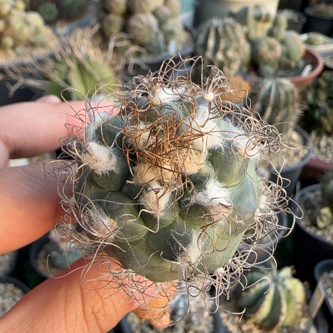 23实生。娇丽00000