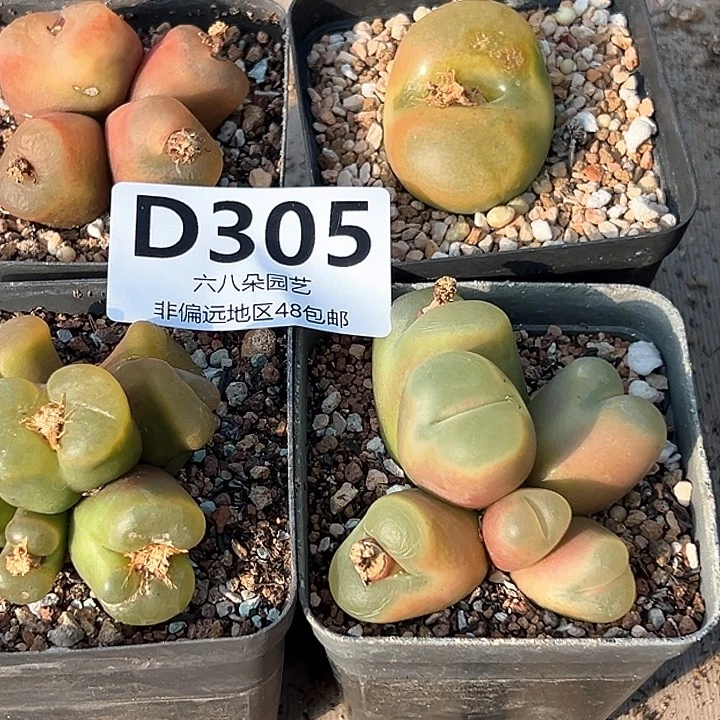 大***?4盆毛汗尼1111111多肉