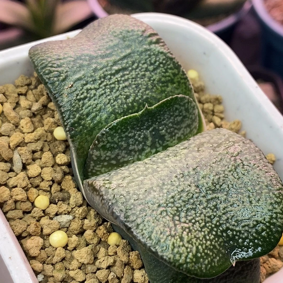 不带盆脱土裸根发货