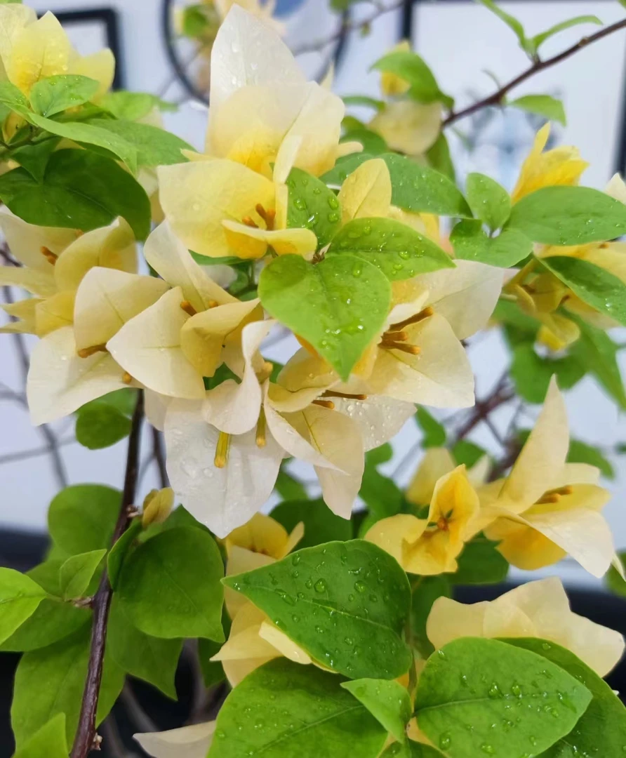 苏瓦娜一颗（福利价)