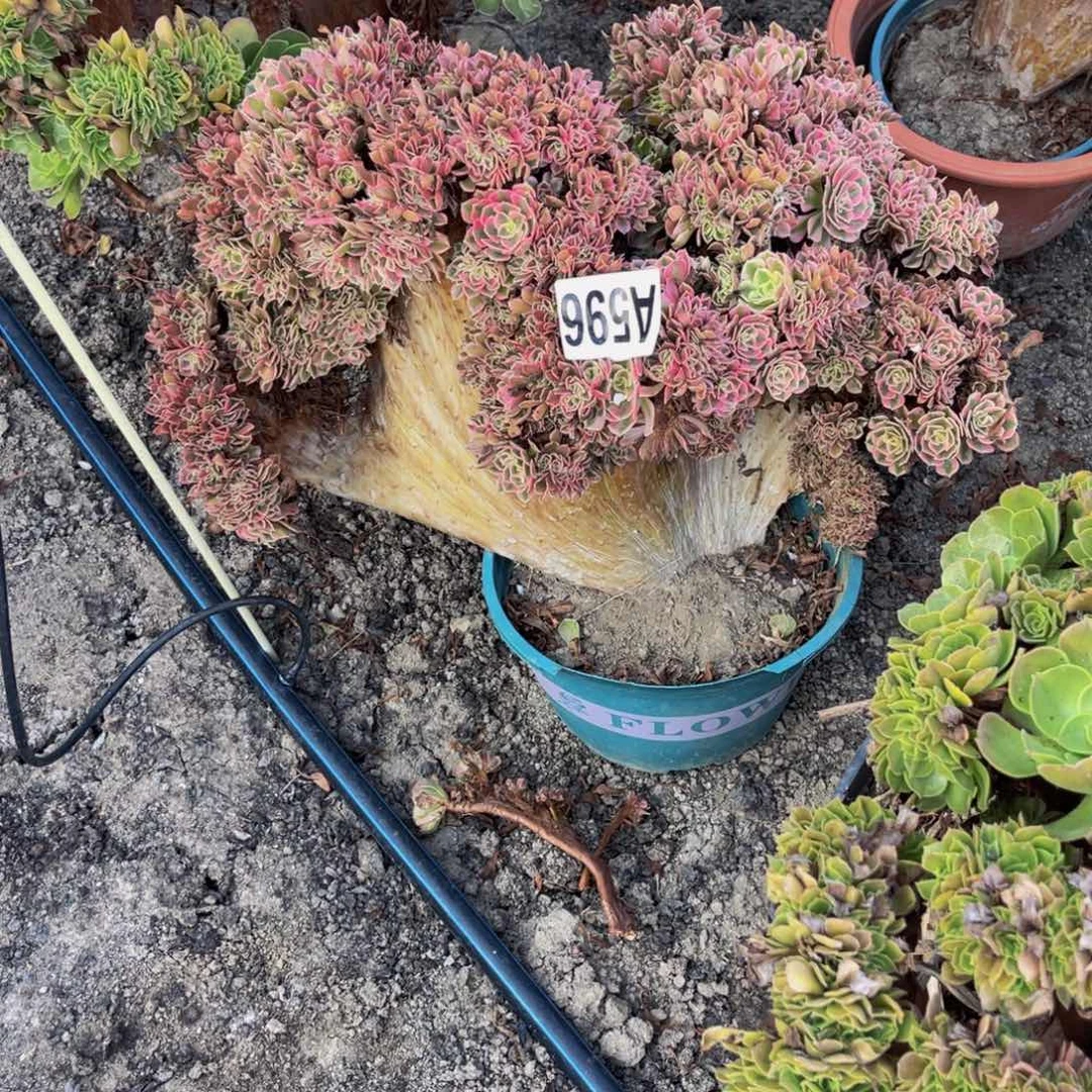 女巫法师16////49包邮