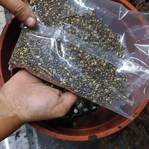 君子兰油性植料