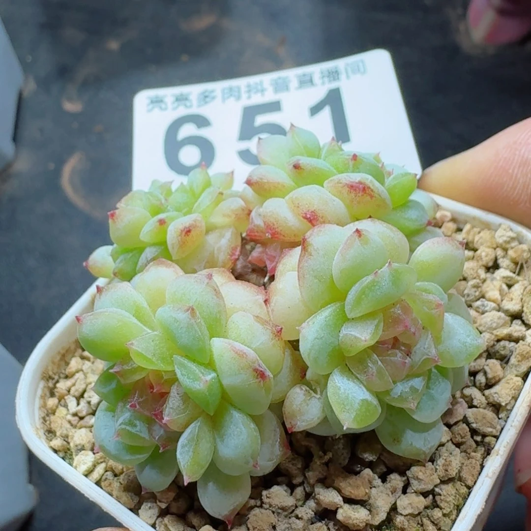 群生         多肉植物