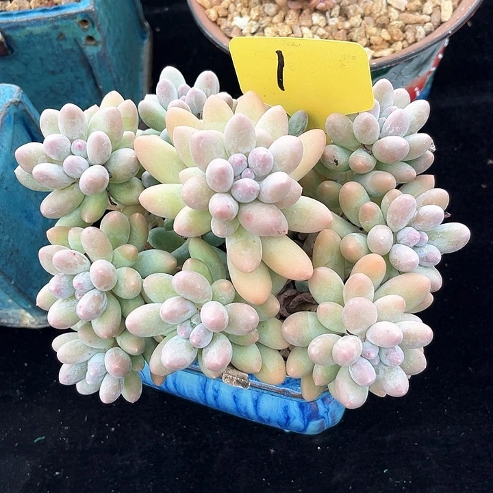 汤圆1号码牌子的话题