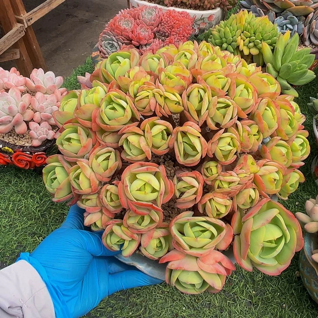 碧桃树缀一物一拍