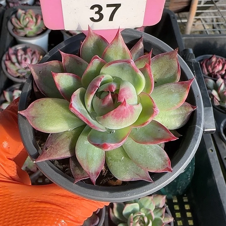 37 惊鸿仙子多肉植物6-9cm