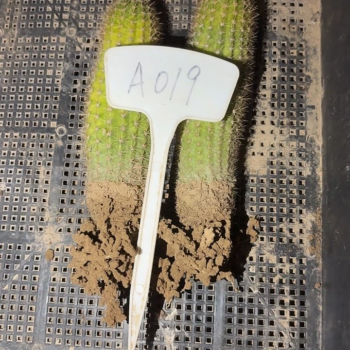 峰*风A019,时光两颗仙人球