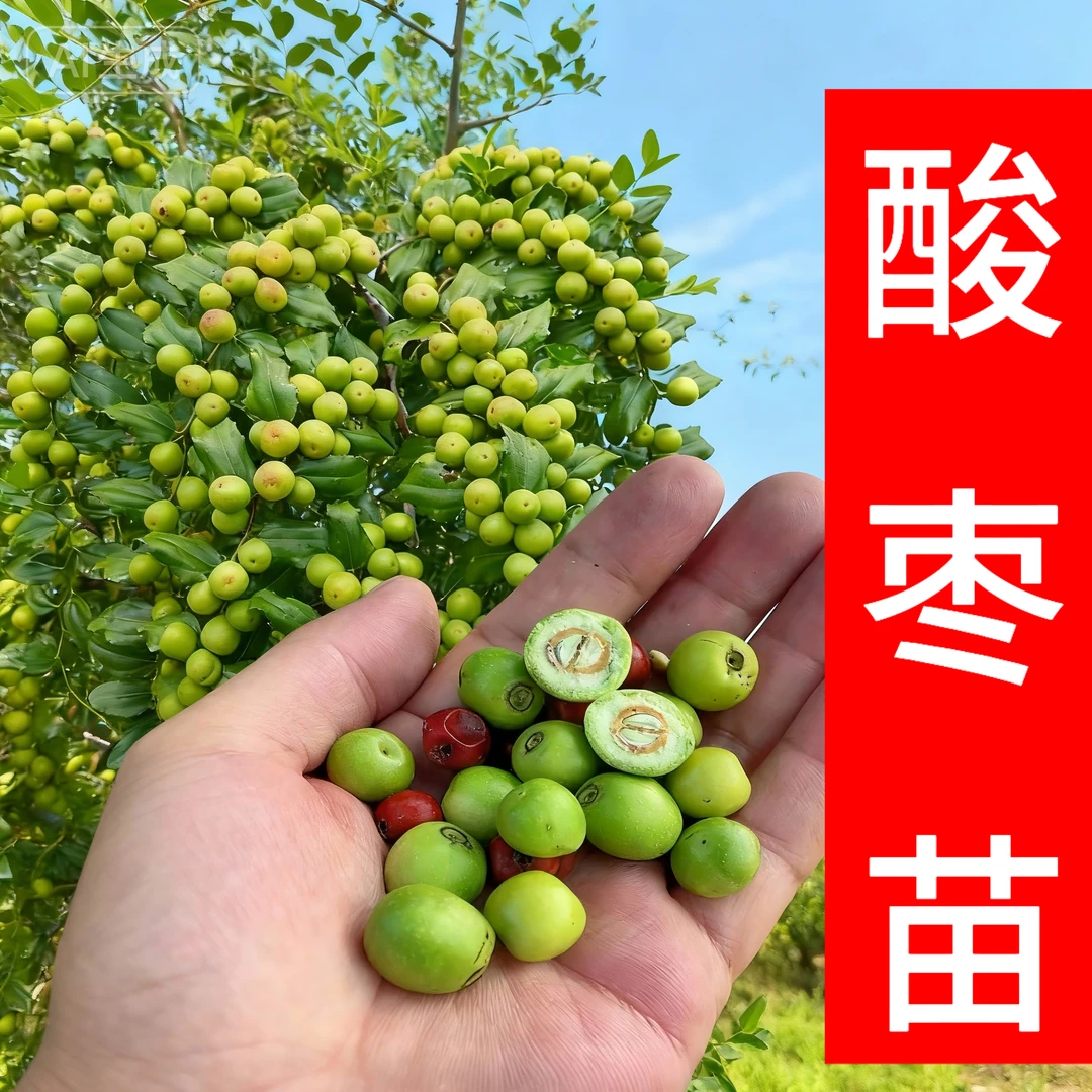 晋酸3号双仁酸枣苗基地批发直销优质出售直播10棵当年结果酸枣苗