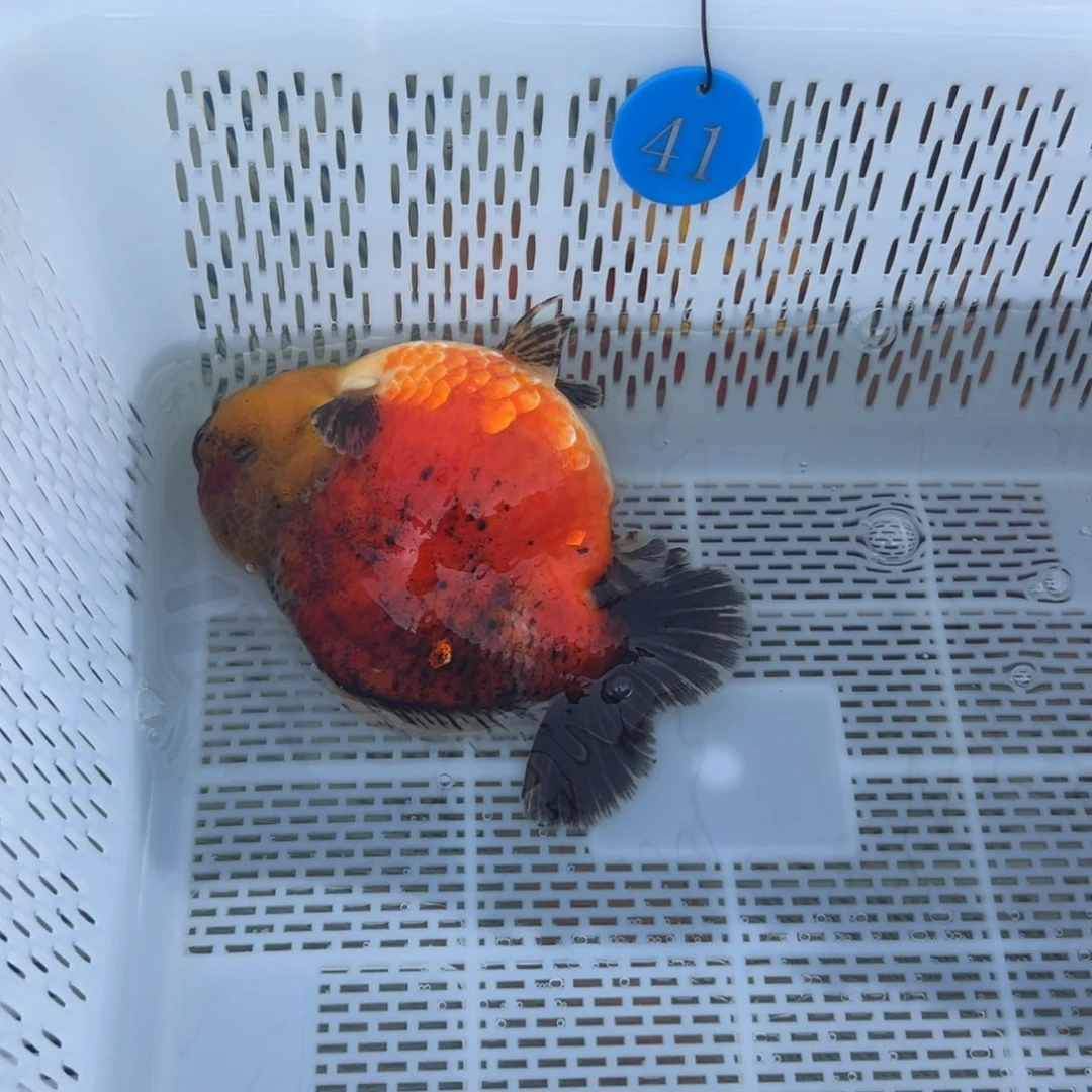 未***续金鱼你好吗我好想你啊