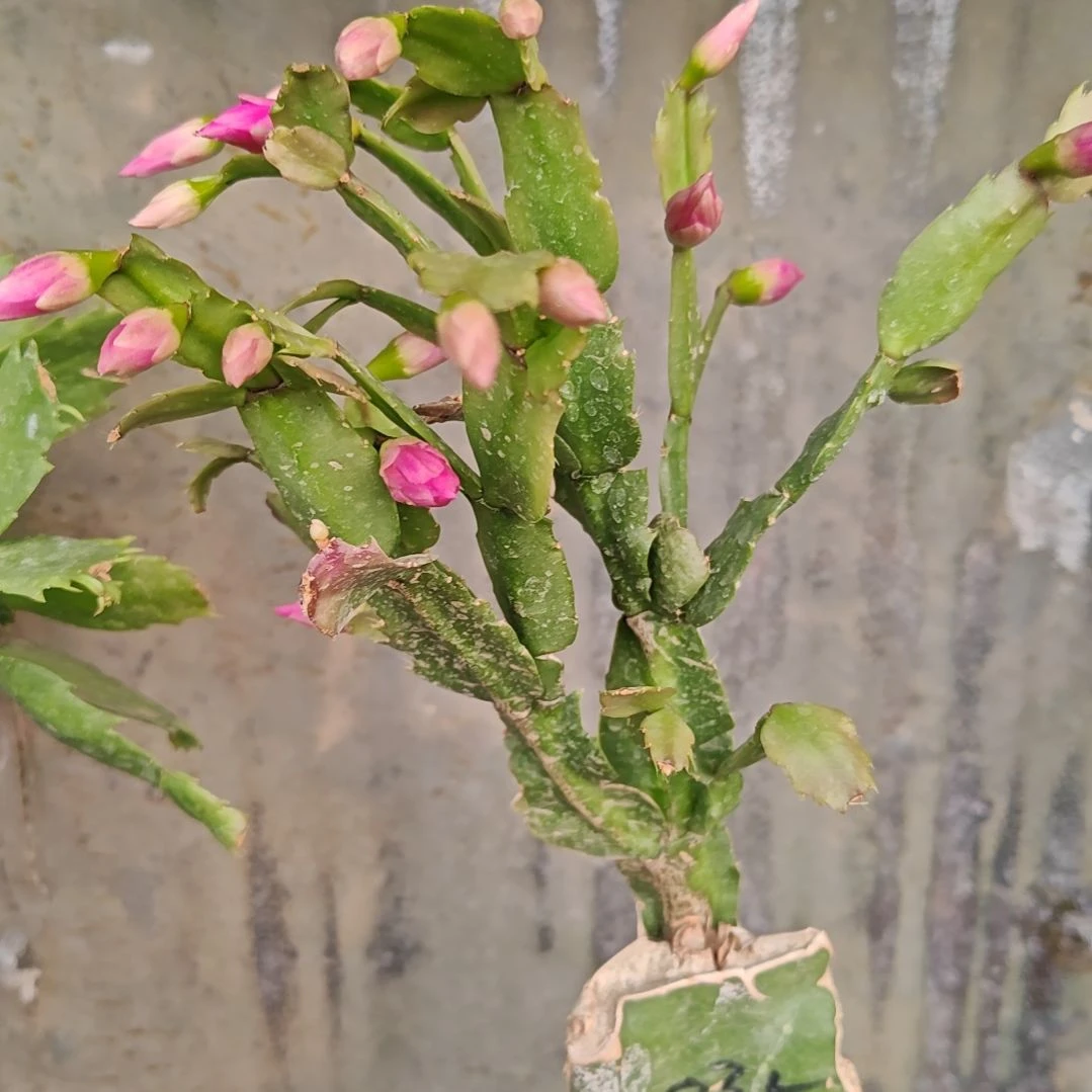 035紫重瓣零下五度以上39