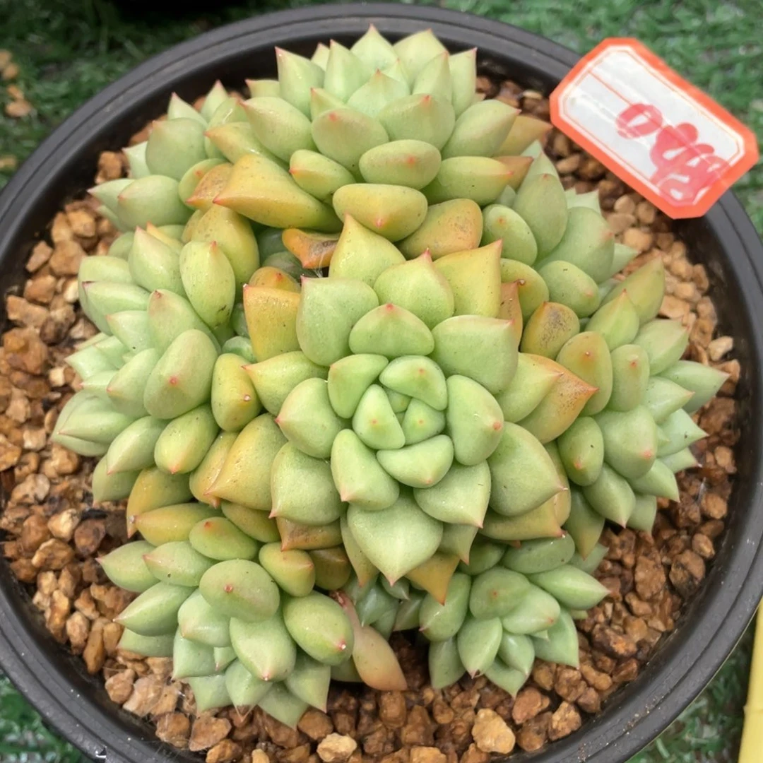 048 一物一拍28包邮非偏远