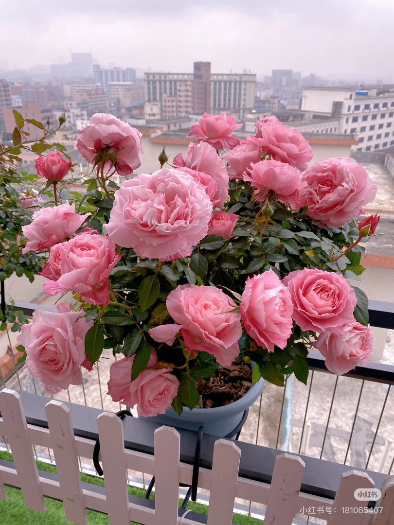 【海神王】粉白色爬藤浓香型大花月季玫瑰四季开花盆栽地栽带盆带土