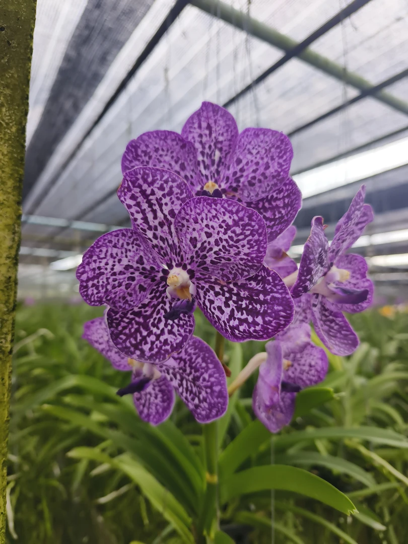 预售量拍/5-1泰货紫梦幻带花不保花1盆
