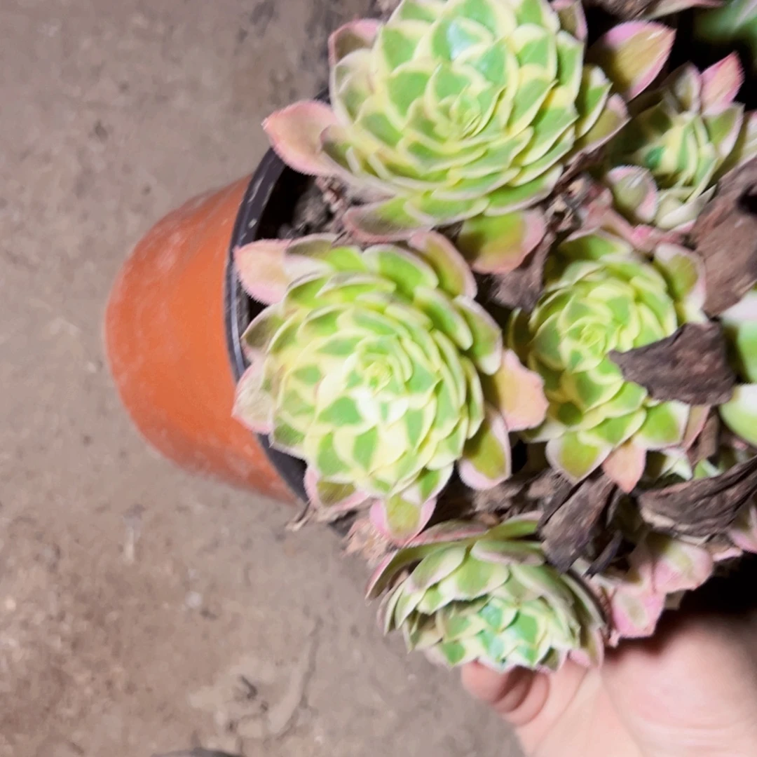 1795多肉植物法师法师