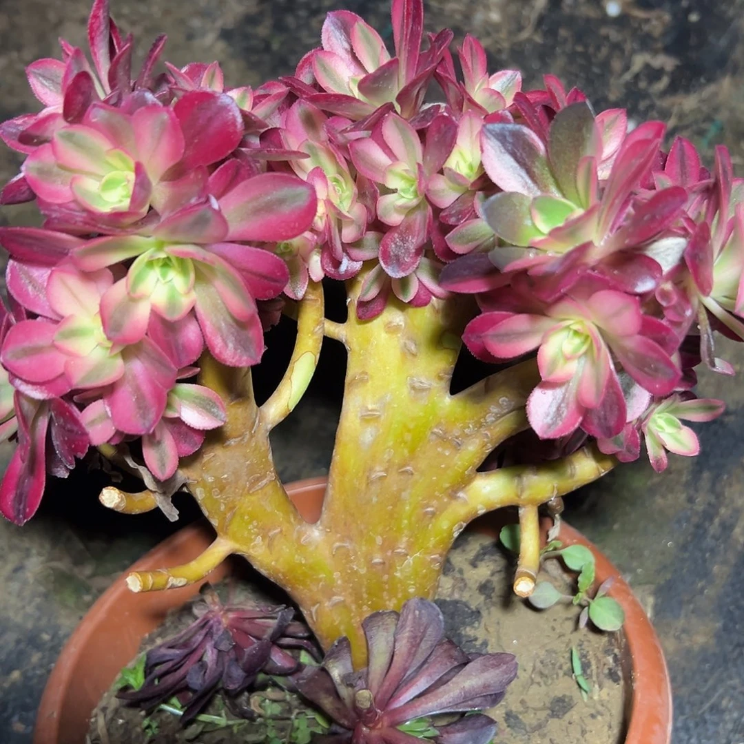 博***笑多肉58植物美杜莎缀花