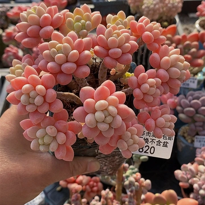 鱼子酱老桩12cm820多肉植物