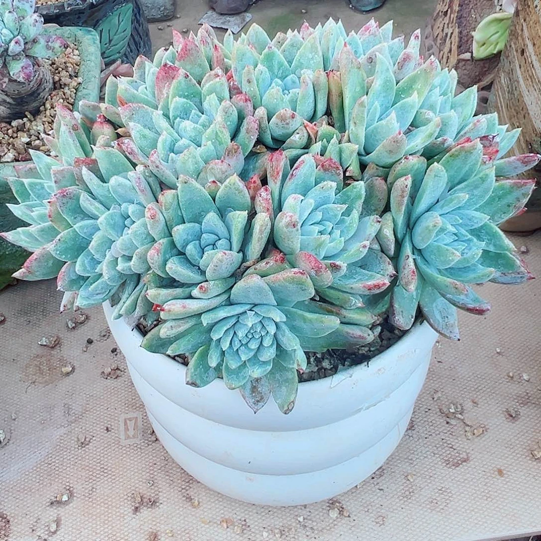 9148白雪仙女杯多肉