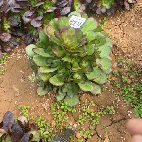 274万圣节不包断枝