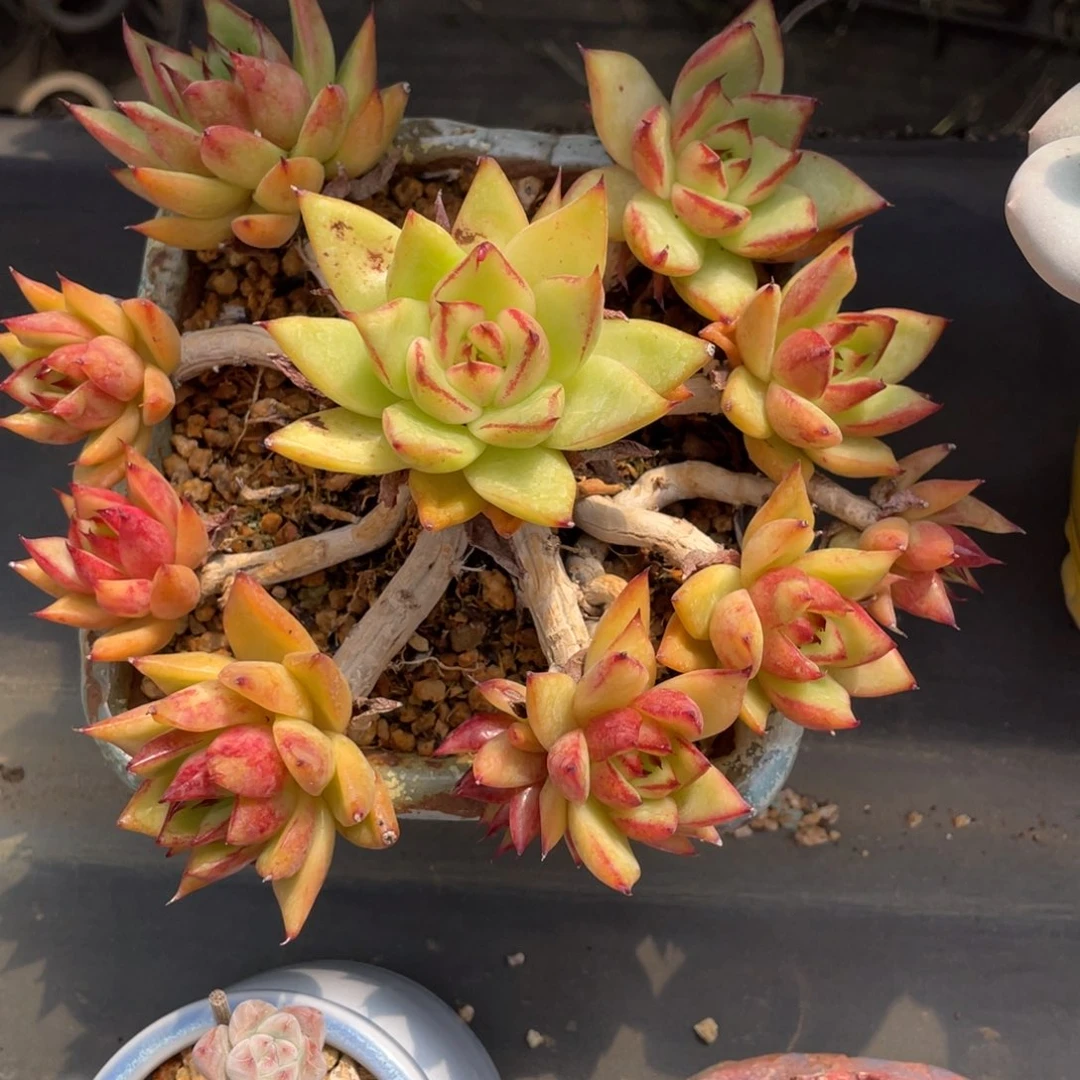 老桩捧花东云群木质化