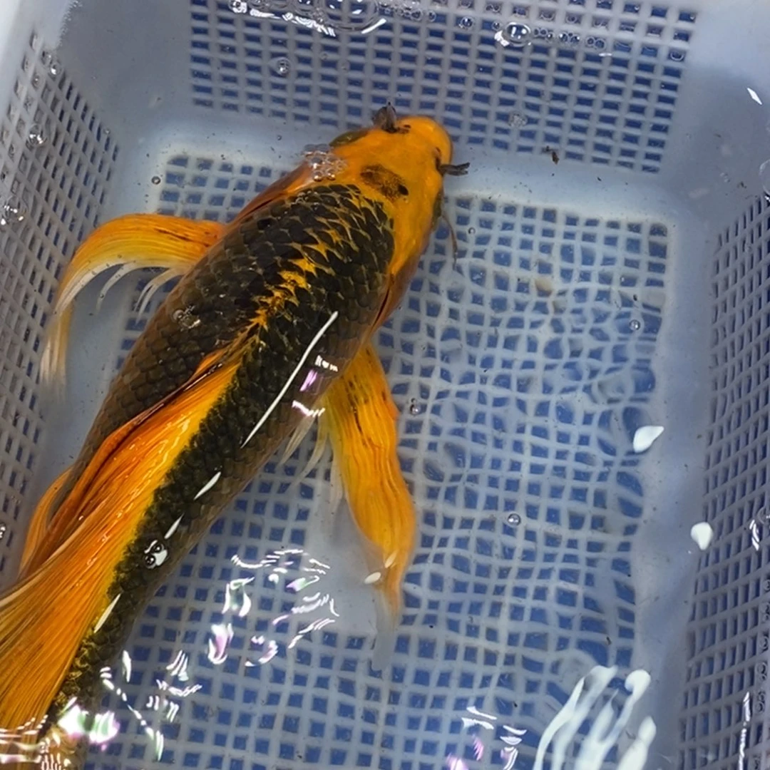 锦鲤冷水锦鲤包邮