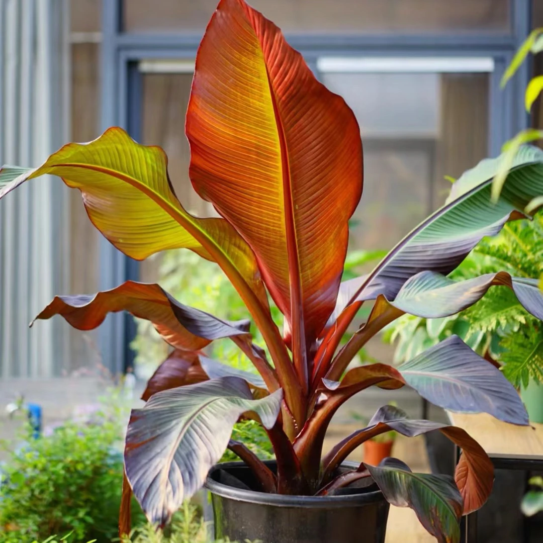 红色象腿蕉红粗柄热带观叶彩叶植物耐热盆栽苗多年生花园庭院