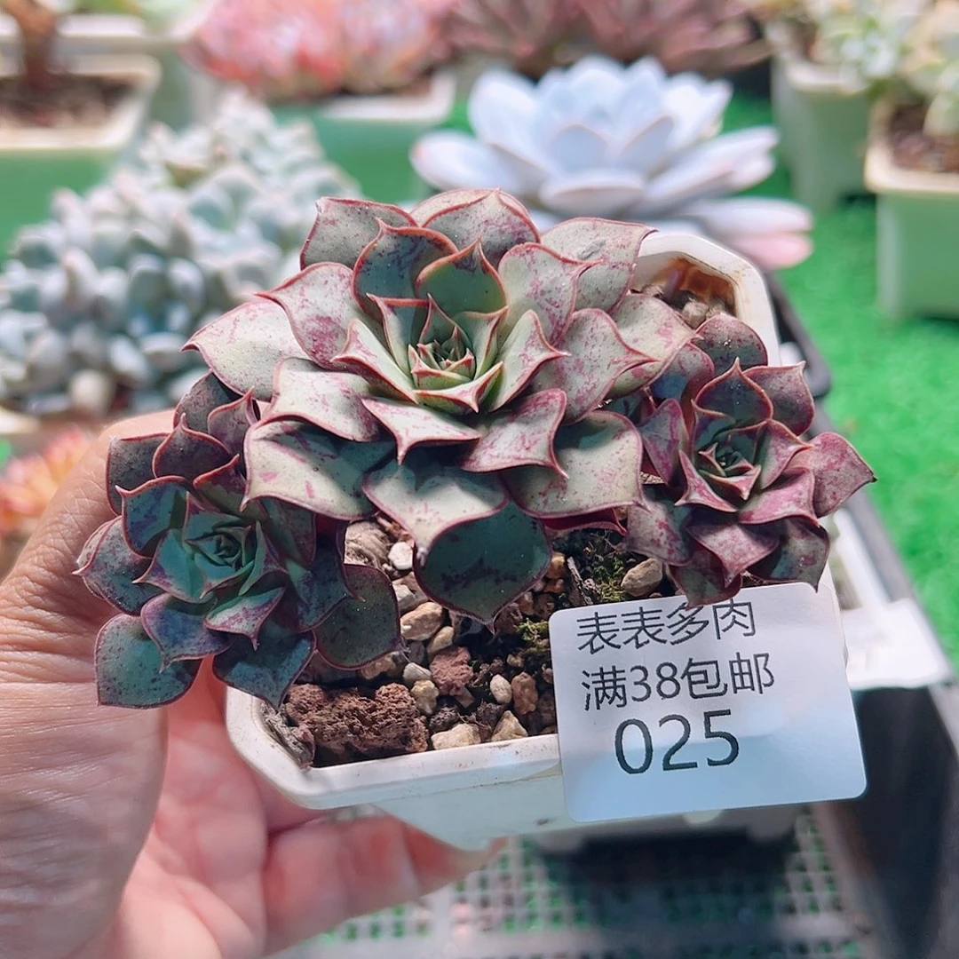 多肉一物一拍植物025