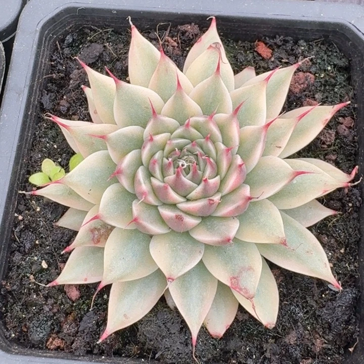 银星一物一拍好看