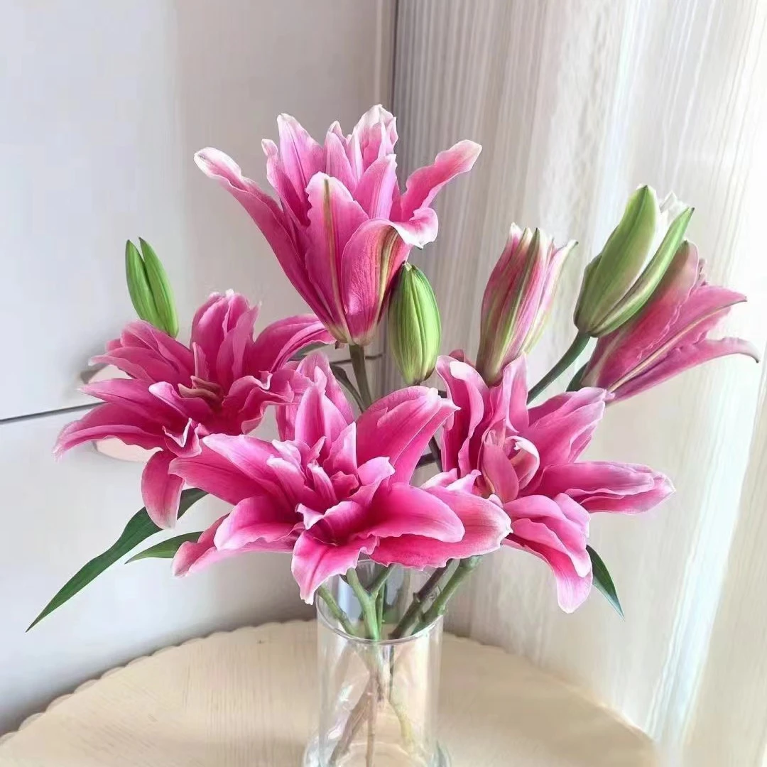 爱琳娜红色重瓣百合鲜花东北凌源发货