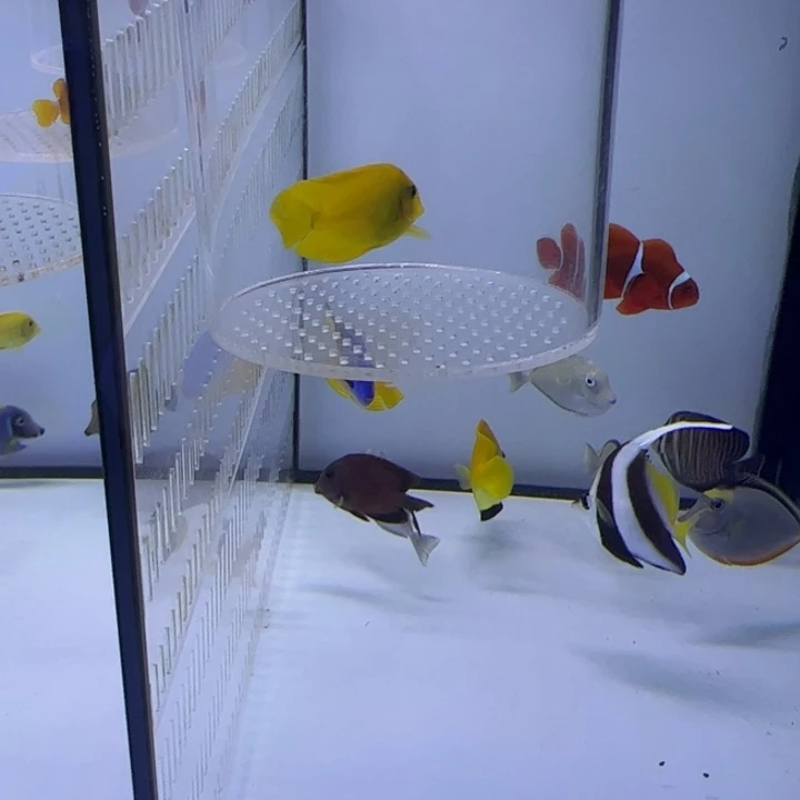 海水鱼黄吊海水鱼