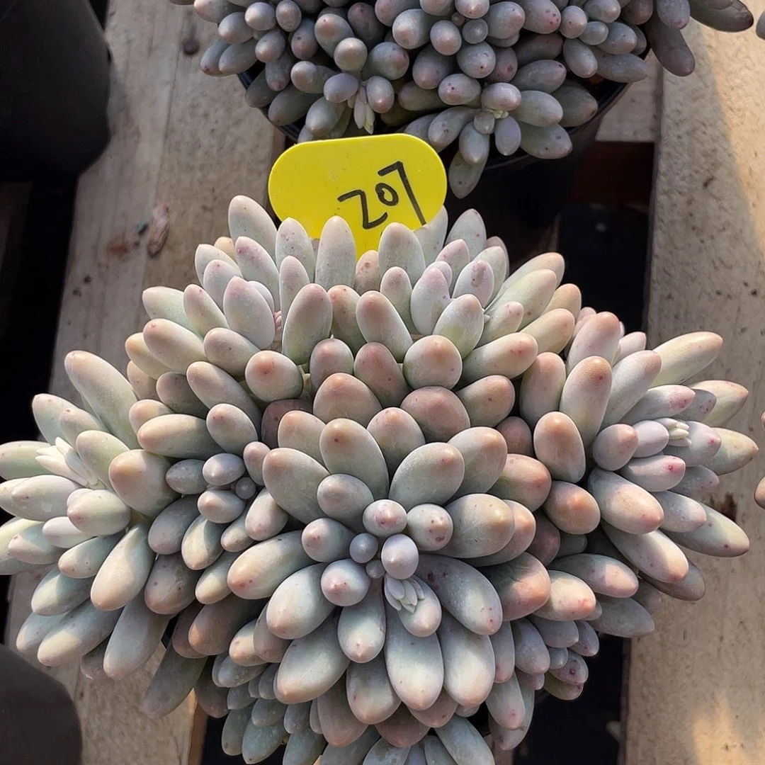 大叶汤圆多肉植物207