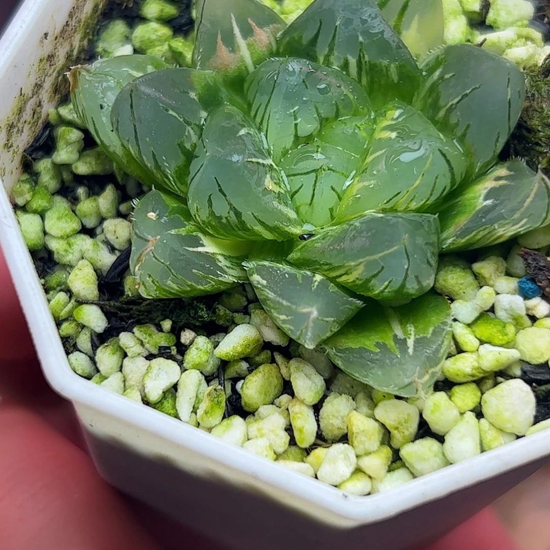 啊***D超值十二卷多肉植物园