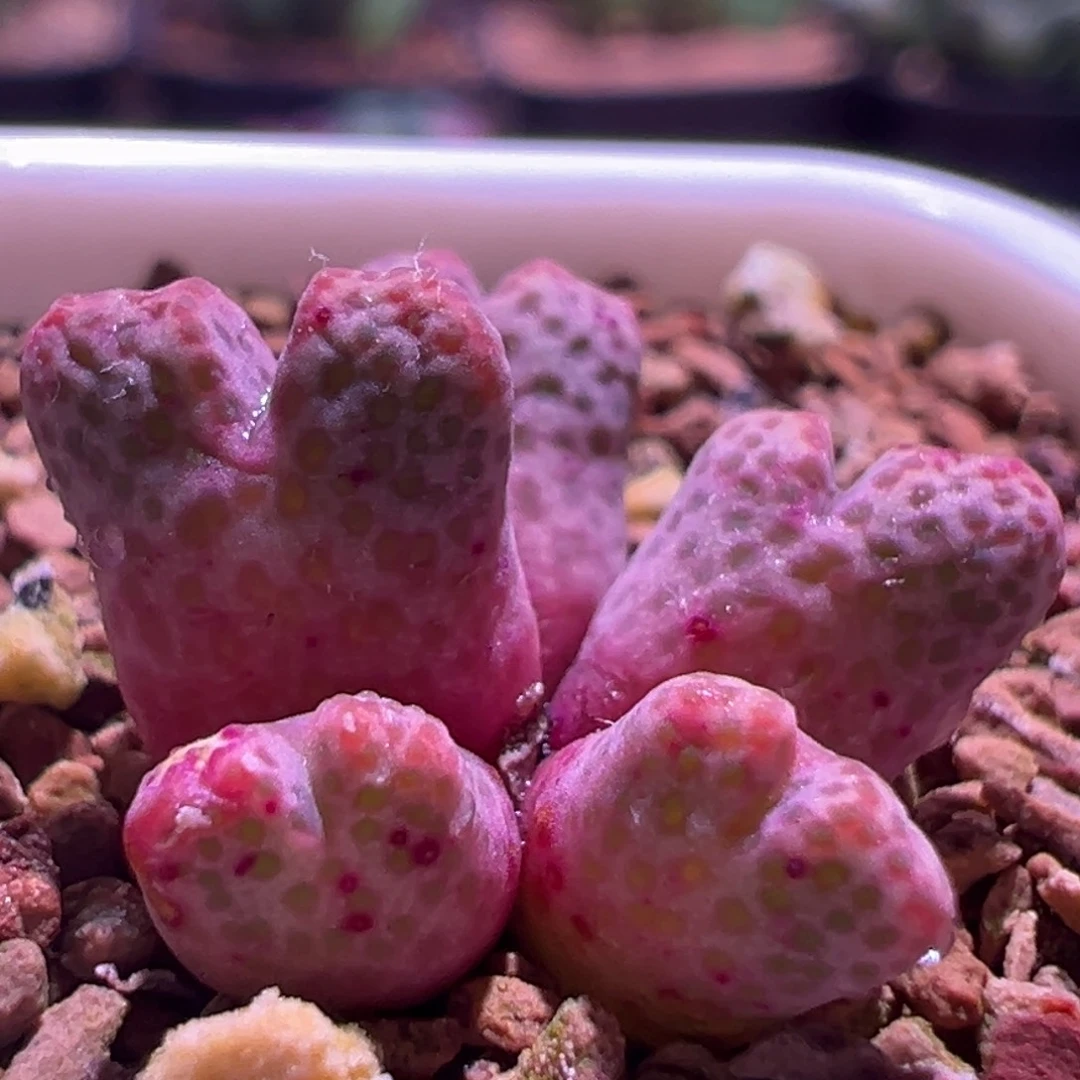 1378，黄金鹿角斑马，肉锥植物