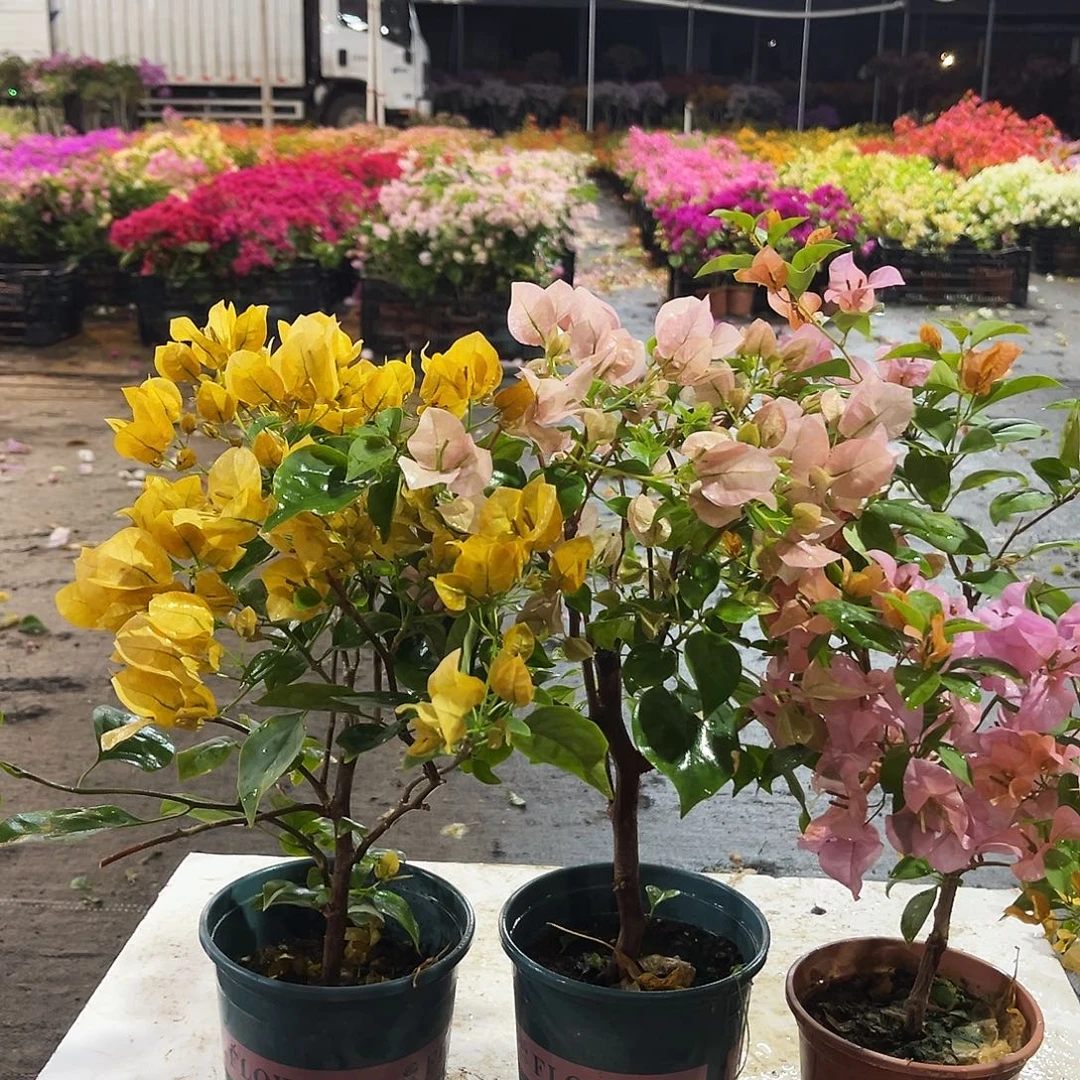 大部分花苞少量开放金色光辉，暗班丽人，金发女郎