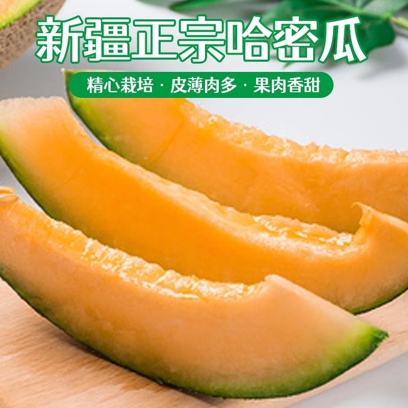 新疆哈密三塘湖正宗西州蜜哈密瓜脆甜多汁应季水果
