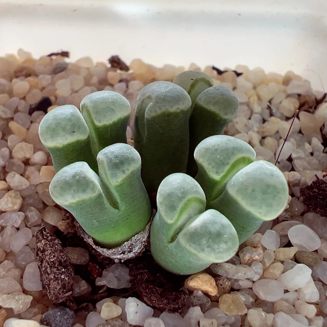 1104-371多肉多肉天鹅绒极窗