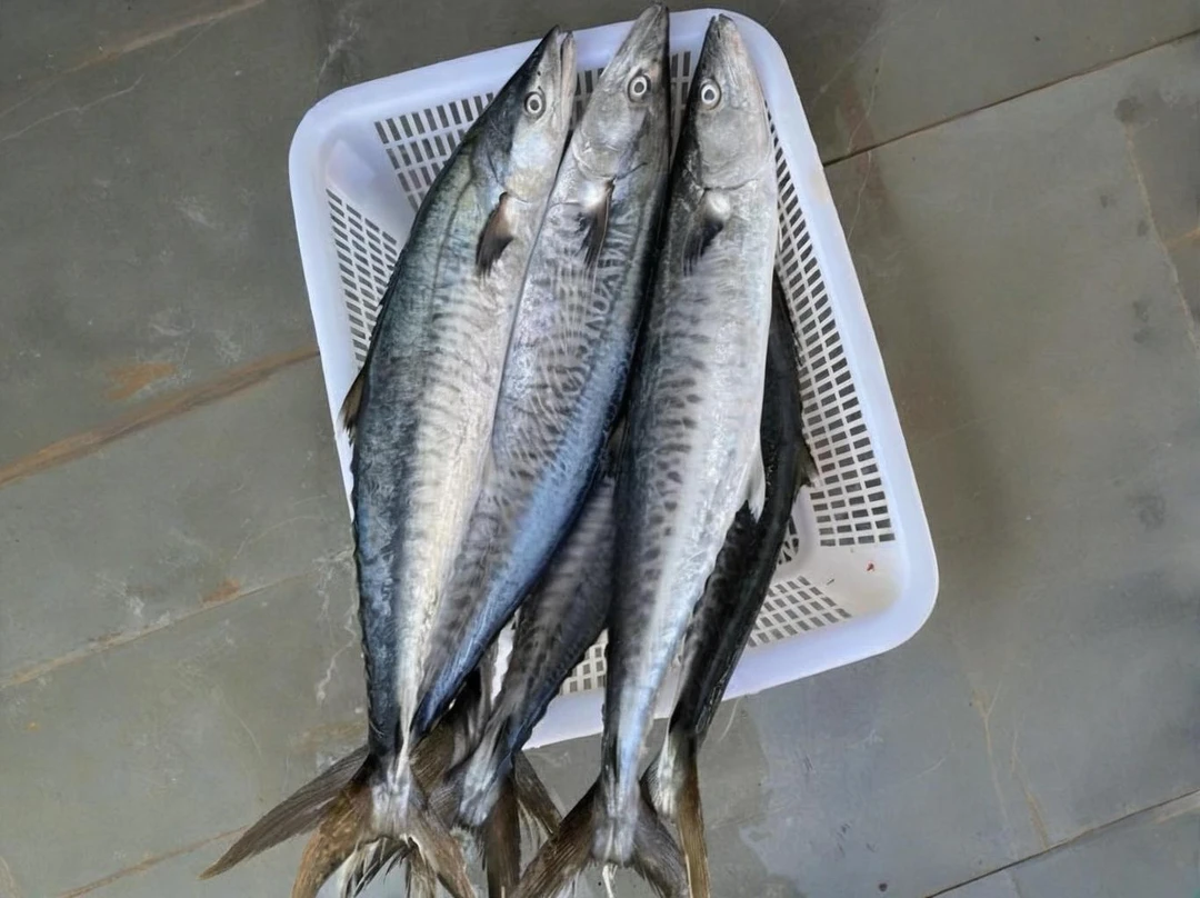 湛江深海新鲜马鲛鱼 整条（不帮杀不帮切） 海鲜水产