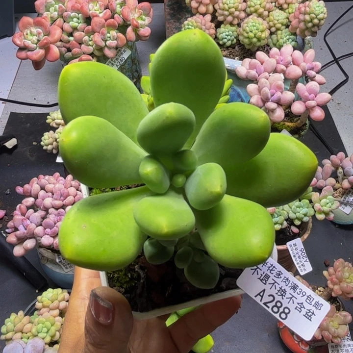 几***里芒果奶酪288/7cm福利