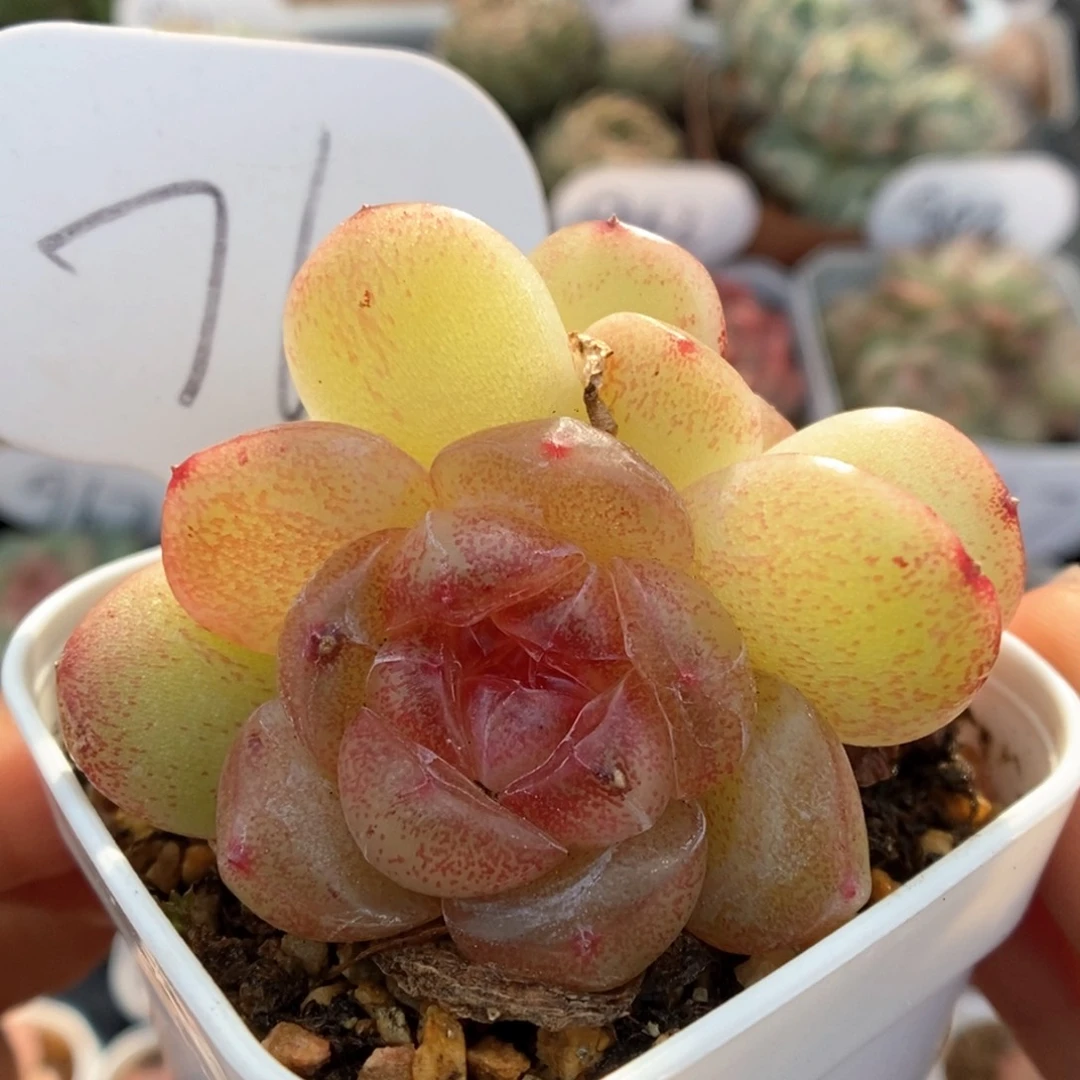 玉桃双头可拍76号。