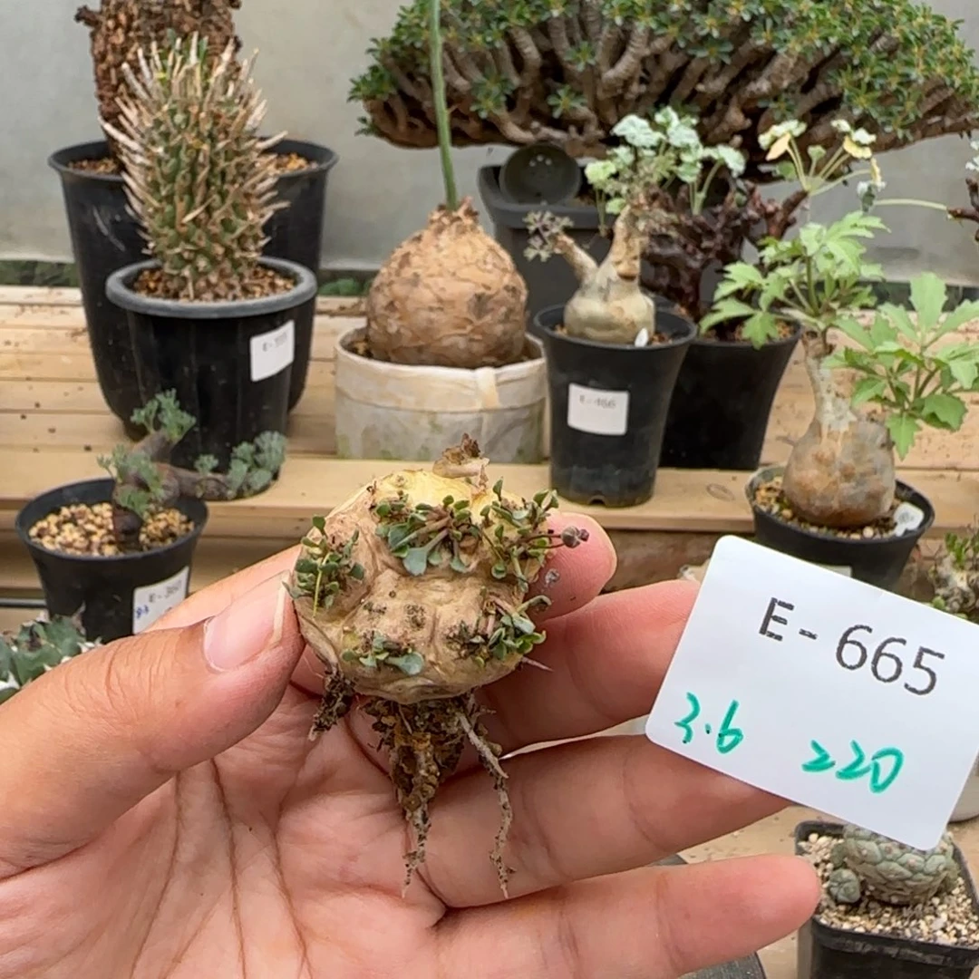 665熔岩格加块根植物