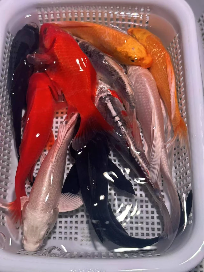 【全家桶】10-12cm黄2红草2白2黑2龙2共十条锦鲤金鱼观赏鱼好养耐活