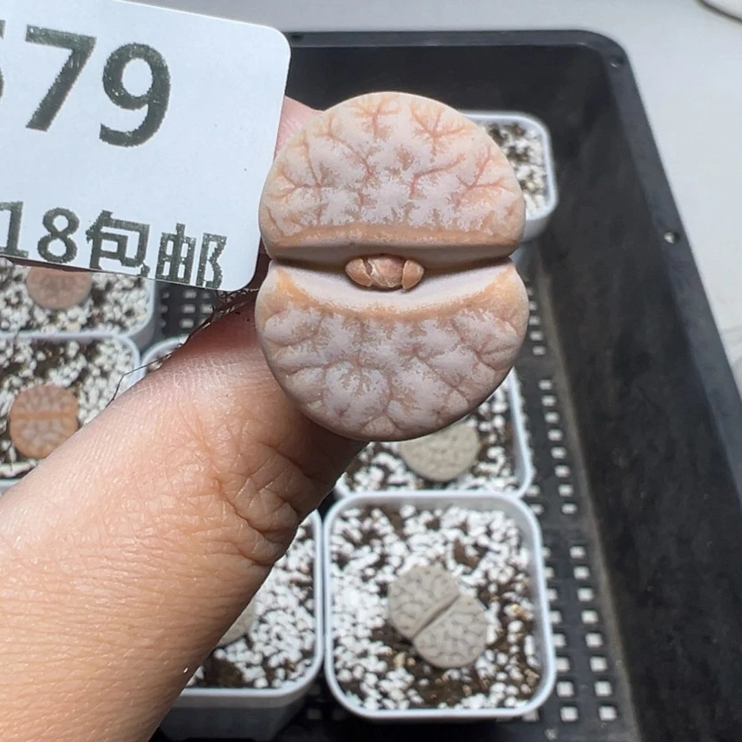 【闪购商品】679……