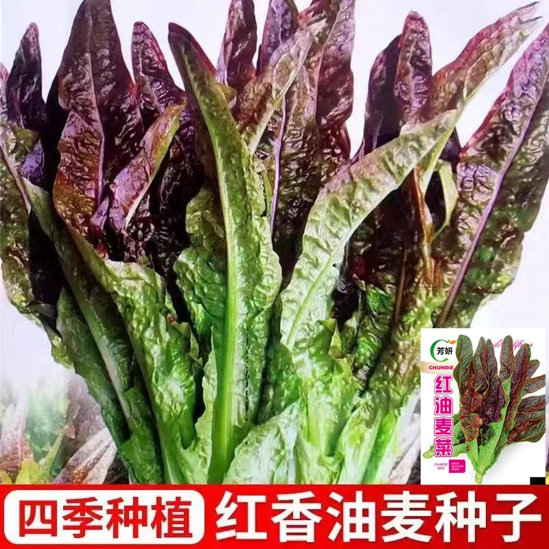 【红油麦菜种子】四季种植蔬菜种子籽种家庭田园种植