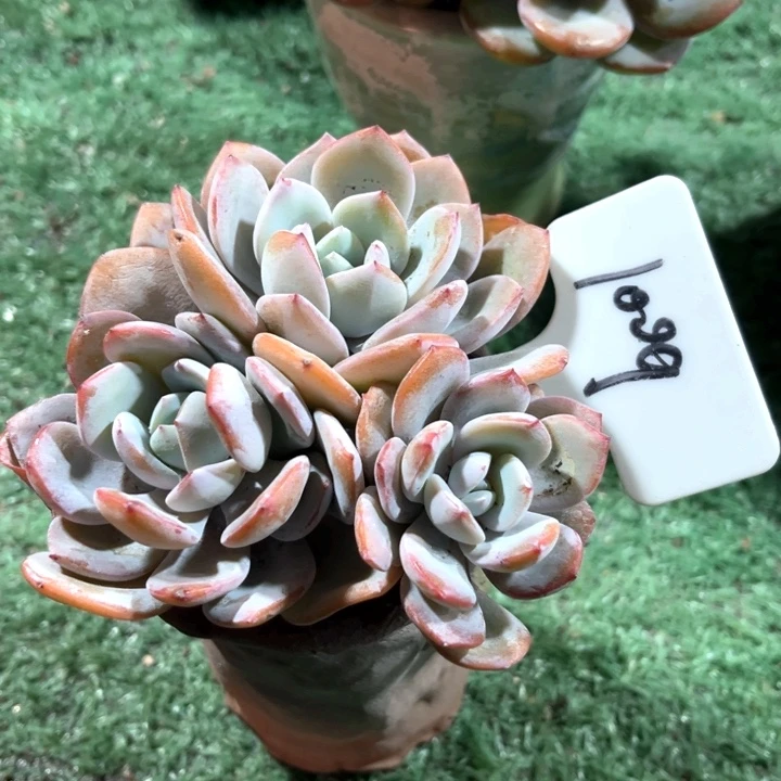 奶茶1009号码牌子的话