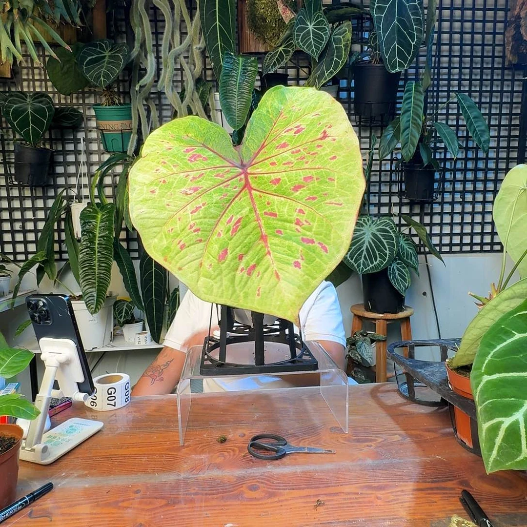 无花朵一物一拍G 01