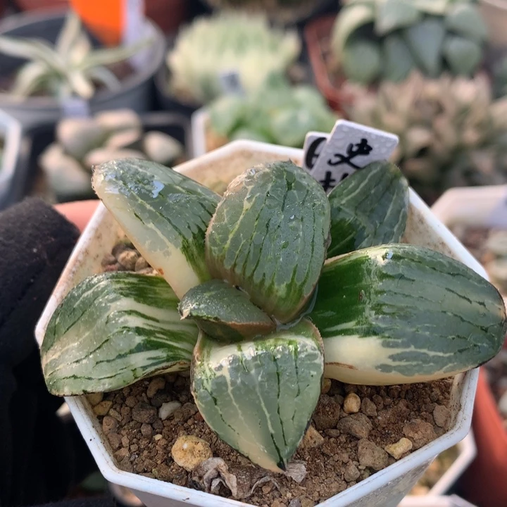 史扑寿锦，带盆发货